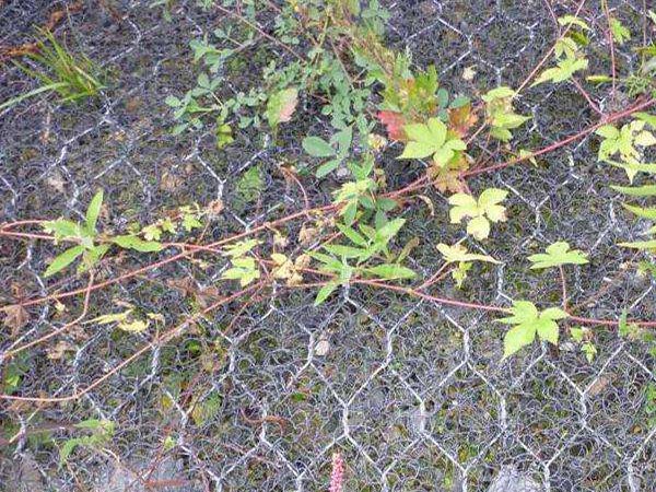 植草加筋麦克垫 - 安平县利众丝网制品有限公司图片2